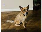 Adopt Benji a Brown/Chocolate - with White Australian Shepherd / Mixed dog in