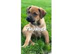 Adopt Thunder a Tan/Yellow/Fawn Catahoula Leopard Dog / Mixed dog in Appleton