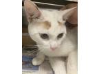 Adopt Starie a Domestic Shorthair / Mixed cat in Houston, TX (41539264)
