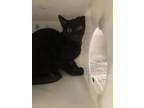 Adopt Oogie a Domestic Shorthair / Mixed cat in Houston, TX (41539263)
