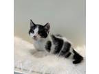 Adopt Chuggs a Domestic Shorthair / Mixed (short coat) cat in LAFAYETTE