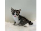 Adopt Bonnie a Domestic Shorthair / Mixed (short coat) cat in LAFAYETTE
