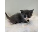 Adopt Simon a Domestic Shorthair / Mixed cat in LAFAYETTE, LA (41539248)