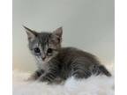 Adopt Lulu a Domestic Shorthair / Mixed cat in LAFAYETTE, LA (41539247)