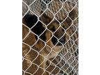 Adopt Maximus* a Black German Shepherd Dog dog in Kingman, AZ (41539246)