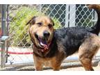 Adopt Vanilla* a Black Shepherd (Unknown Type) dog in Kingman, AZ (41539241)