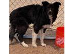 Adopt Velma/ari a White Border Collie dog in Kingman, AZ (41539239)