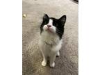 Adopt Momo a Black & White or Tuxedo Domestic Longhair / Mixed (long coat) cat