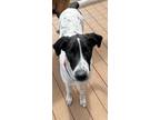 Adopt Chachi a White - with Black Great Dane / Belgian Shepherd / Mixed dog in