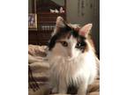 Adopt Cali a Calico or Dilute Calico Calico / Mixed (long coat) cat in Katy