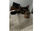 Adopt Bennett a Tortoiseshell Domestic Longhair / Mixed (long coat) cat in