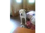 Adopt Oscar a White - with Tan, Yellow or Fawn American Pit Bull Terrier / Mixed