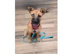 Adopt Ruthie a Tan/Yellow/Fawn - with Black Boxer / Husky / Mixed dog in