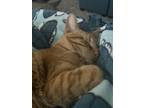 Adopt Groot a Orange or Red Tabby / Mixed (short coat) cat in Chester
