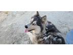 Adopt Athena a Tricolor (Tan/Brown & Black & White) Husky / Mixed dog in