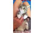 Adopt Ceasar a Gray, Blue or Silver Tabby Domestic Shorthair / Mixed (short