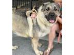 Adopt Emma a Tan/Yellow/Fawn - with White Great Pyrenees / Shepherd (Unknown