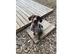 Adopt Athena a Tricolor (Tan/Brown & Black & White) German Shorthaired Pointer /