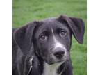 Adopt Eliza a Black - with White Newfoundland / Labrador Retriever / Mixed dog