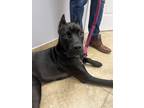 Adopt Zayda a Black Cane Corso / Mixed dog in Boerne, TX (41539111)