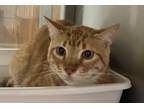 Adopt Tigger a Orange or Red Domestic Shorthair (short coat) cat in Granbury