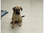 Adopt Caine a Brown/Chocolate Black Mouth Cur / Labrador Retriever dog in