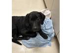 Adopt Grumps a Black Black Mouth Cur / Labrador Retriever dog in Granbury
