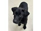 Adopt Palio a Black Black Mouth Cur / Labrador Retriever dog in Granbury