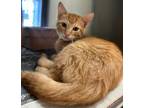 Adopt Reagan a Orange or Red Domestic Shorthair (short coat) cat in Granbury