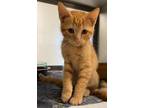 Adopt Ronald a Orange or Red Domestic Shorthair (short coat) cat in Granbury