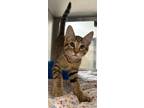 Adopt Rory a Domestic Shorthair (short coat) cat in Granbury, TX (41539097)