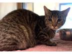 Adopt Roxanne a Domestic Shorthair (short coat) cat in Granbury, TX (41539096)