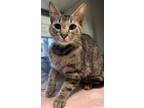 Adopt Rosalie a Domestic Shorthair (short coat) cat in Granbury, TX (41539095)