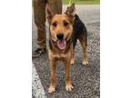 Adopt Chobi a Brown/Chocolate Airedale Terrier / Australian Cattle Dog dog in
