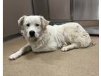 Adopt Edgar a White Great Pyrenees / Australian Shepherd dog in Granbury