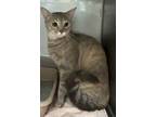 Adopt Lyra a Gray or Blue Domestic Shorthair (short coat) cat in Granbury