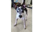 Adopt Paxton/chuckie Cheez a White Rat Terrier dog in Granbury, TX (41539084)