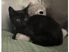 Adopt Carhart a All Black Domestic Shorthair (short coat) cat in Granbury