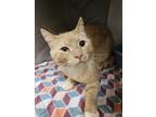 Adopt Artemis a Orange or Red Domestic Shorthair (short coat) cat in Granbury