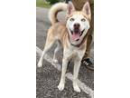 Adopt Luna a White Husky / Shepherd (Unknown Type) dog in Granbury