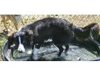 Adopt Harley a Black Border Collie / Australian Shepherd dog in Granbury