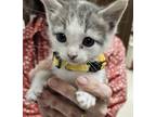 Adopt Thumbelina a Gray or Blue Domestic Shorthair (short coat) cat in Granbury