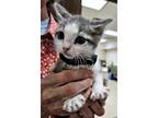 Adopt Munchkin a Gray or Blue Domestic Shorthair (short coat) cat in Granbury
