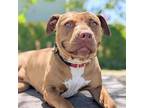 Adopt Magenta a Tan/Yellow/Fawn American Pit Bull Terrier / Mixed dog in