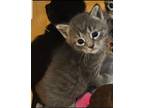 Adopt Cumin a Gray or Blue Domestic Shorthair (short coat) cat in Granbury