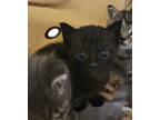 Adopt Anise a All Black Domestic Shorthair (short coat) cat in Granbury