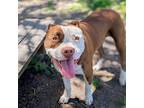 Adopt Moira Rose a Red/Golden/Orange/Chestnut American Pit Bull Terrier / Mixed