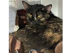 Adopt October a Domestic Shorthair / Mixed (short coat) cat in Carthage