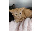 Adopt Sully a Domestic Shorthair / Mixed (short coat) cat in Carthage