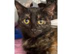Adopt Raven a Domestic Shorthair / Mixed (short coat) cat in Carthage